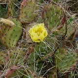 Opuntia charlestonensis cf. Az ©JLcoll.4861.JPG